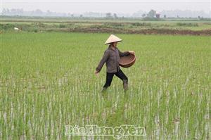 Hưng Yên: Chăm sóc, bảo vệ lúa mùa sau gieo cấy