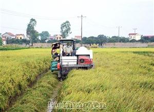 Khẩn trương xuống đồng thu hoạch lúa mùa