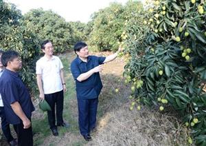 Chủ tịch UBND tỉnh Nguyễn Văn Phóng yêu cầu sớm công bố nhãn hiệu chứng nhận vải trứng Hưng Yên