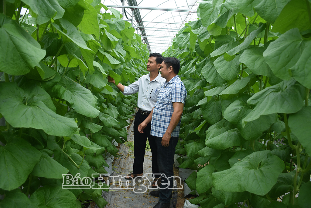 Trồng dưa lưới trong nhà màng thu lãi trên 1 tỷ đồng/năm