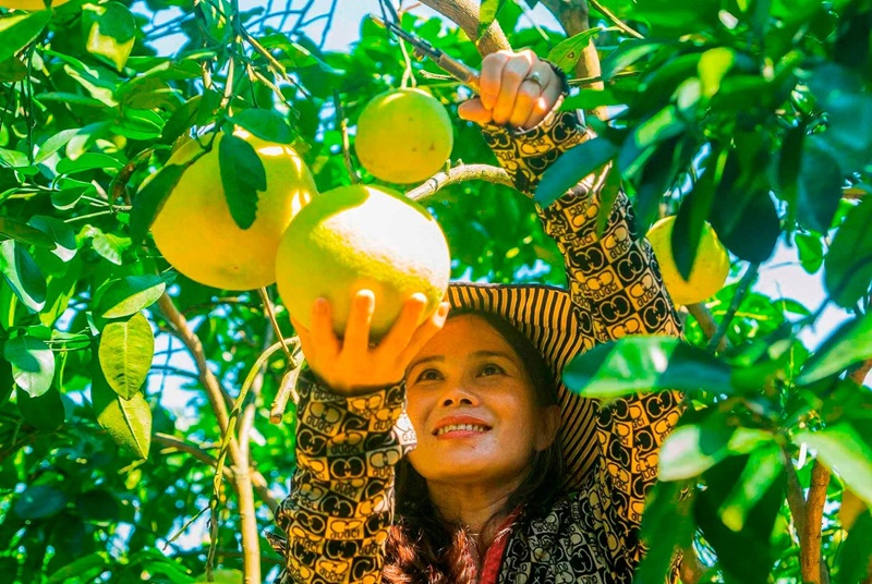 Tăng cường vai trò của tài chính vi mô cho phát triển “nông nghiệp, nông dân và nông thôn xanh” tại Việt Nam