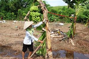 Sở Nông nghiệp và phát triển nông thôn tăng cường các biện pháp chỉ đạo khắc phục hậu quả sau mưa úng