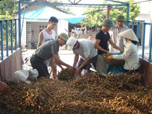 Gần 36 nghìn lượt hộ nông dân được vay vốn để phát triển sản xuất