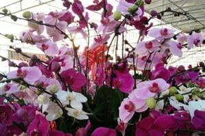 Rực rỡ sắc hoa tại Lễ hội hoa Xuân Quan lần thứ nhất, năm 2017