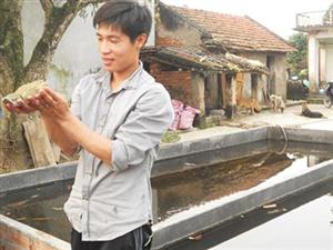 Cử nhân về quê… nuôi ếch