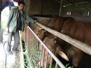 Phê duyệt Chương trình phát triển nhanh đàn bò Brahman đỏ tỉnh Hưng Yên giai đoạn 2015-2017