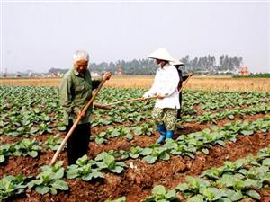 Tình hình sản xuất nông nghiệp