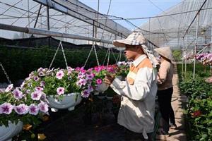 Chuẩn bị hoa, cây cảnh phục vụ thị trường tết
