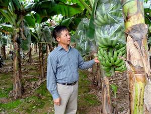 Hưng Yên: Tăng thu nhập nhờ chuyển đổi mô hình sản xuất