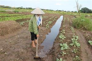 Khôi phục sản xuất rau sau đợt mưa kéo dài