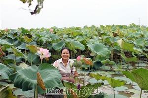 Mùa sen nở ở Phù Cừ