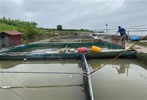 Nuôi cá lồng trên sông cho thu nhập 2,5 tỷ đồng/năm