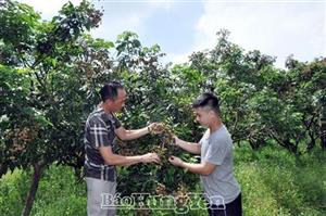 Tiêu thụ nhãn bằng phương thức hiện đại và truyền thống