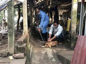 Phòng, chống bệnh dại trong cộng đồng