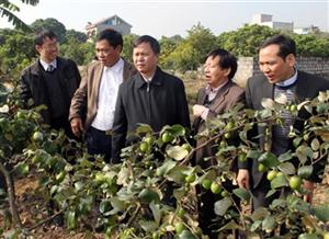 Kiểm tra việc thực hiện Quyết định số 438 của UBND tỉnh tại huyện Tiên Lữ