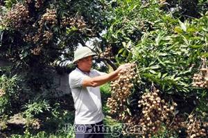 Xã Hạ Lễ lưu truyền nhãn Cùi Vân