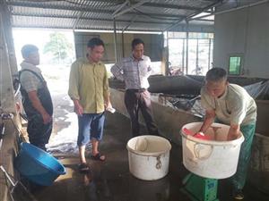 Hiệu quả nuôi ghép cá trắm cỏ là chính trong ao