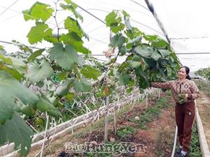 Thành công bước đầu trồng nho Hạ đen