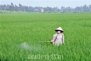 Bảo vệ lúa xuân trước diễn biến sâu bệnh gây hại gia tăng