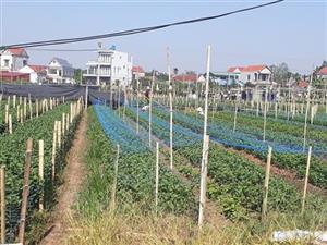Trồng hoa cúc thu lợi nhuận cao