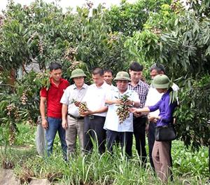 Chủ tịch UBND tỉnh Doãn Thế Cường kiểm tra sản xuất nông nghiệp tại huyện Ân Thi