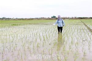 Chăm sóc lúa mùa theo phương châm “nặng đầu nhẹ cuối”