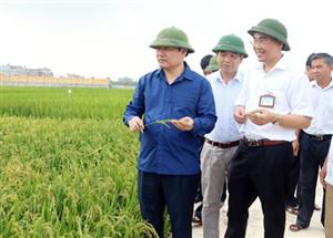 Chủ tịch UBND tỉnh Nguyễn Văn Phóng kiểm tra sản xuất nông nghiệp