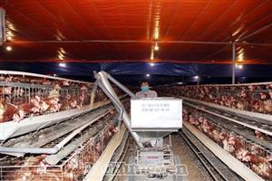 Bảo vệ môi trường trong chăn nuôi