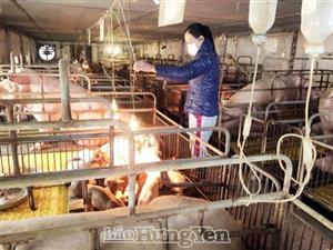 Khoái Châu: Hướng đến phát triển chăn nuôi hiệu quả, bền vững