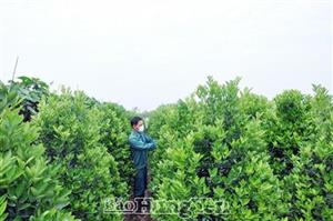 Phó Bí thư Chi bộ, Phó Trưởng thôn Chấn Đông làm kinh tế giỏi