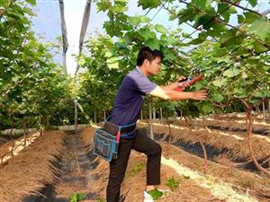 Khởi nghiệp từ trồng nho sữa Hàn Quốc