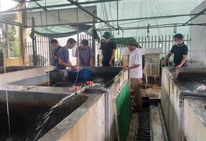 Hiệu quả mô hình nuôi ghép cá chép