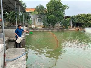 Thu hoạch cá chép đỏ phục vụ Tết ông Công, ông Táo
