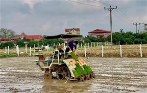 Mở rộng diện tích cấy lúa bằng máy