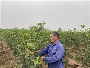 Mộc hương - Cây giúp dân làm giàu ở xã Đồng Than