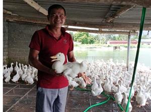 Chăn nuôi vịt thương phẩm cho hiệu quả cao