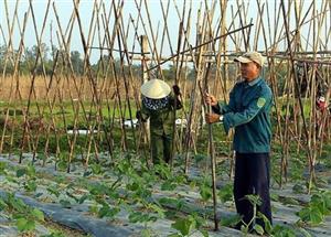 Tìm đầu ra cho sản phẩm cây vụ đông