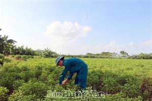 Xã Mai Động: Phát triển nông nghiệp vùng bãi