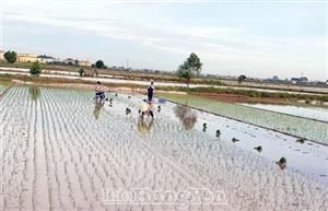 Dồn sức xuống đồng gieo cấy lúa mùa