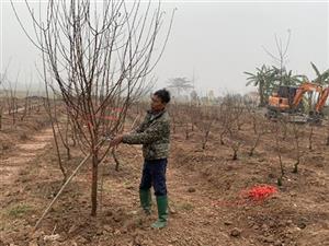 Chăm sóc hoa, cây cảnh sau Tết