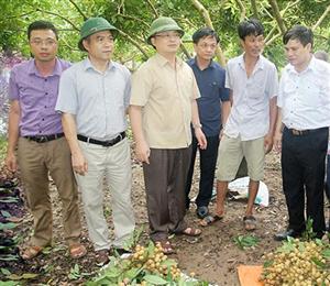 Lãnh đạo tỉnh Hưng Yên kiểm tra, chỉ đạo phòng, chống bão số 3