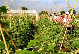 Hội thảo đầu bờ xây dựng mô hình sản xuất rau theo hướng VietGap