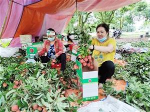 Đặc sản vải trứng Hưng Yên - cung không đủ cầu