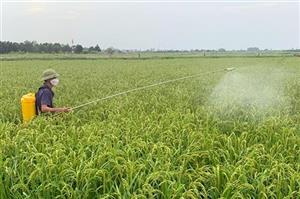 Phòng, trừ sâu bệnh hại lúa mùa cuối vụ