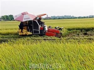 Khẩn trương thu hoạch lúa xuân