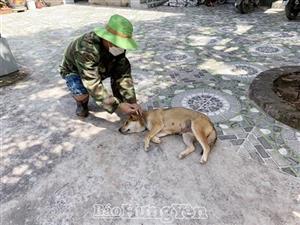 Để công tác phòng, chống bệnh dại trên vật nuôi đạt hiệu quả cao