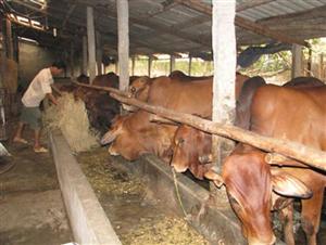 Hưng Yên: Điều chỉnh Chương trình phát triển nhanh đàn bò Brahman đỏ giai đoạn 2015-2017