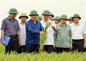 Chủ tịch UBND tỉnh Nguyễn Văn Phóng kiểm tra sản xuất nông nghiệp