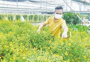 Những tỷ phú nông dân xứ Nhãn bám đất làm giàu