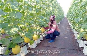 Hưng Yên: Phát triển nông nghiệp hữu cơ